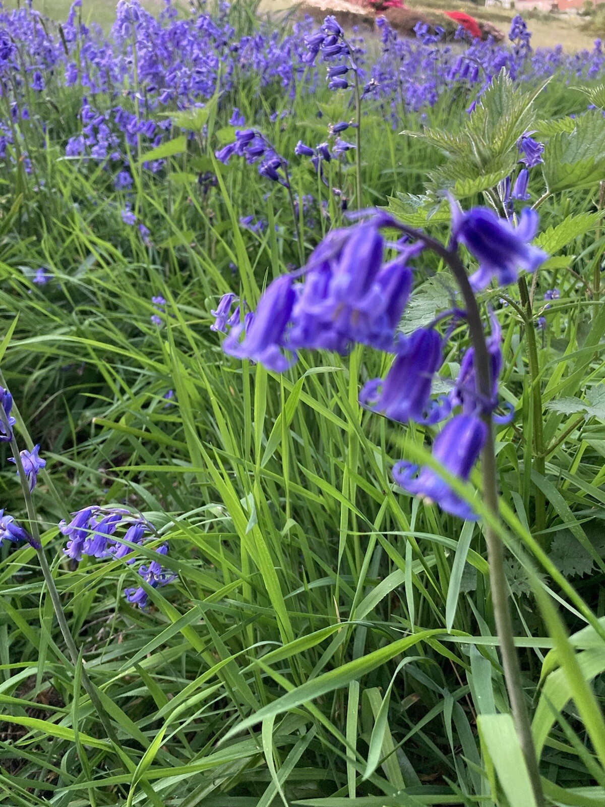 200 English Bluebell Bulbs Grown In 8 Acre Cadbury House Garden eBay