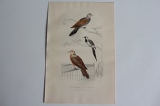 Gravure BUFFON Tourterelle Tourtelette Oiseaux XIXe siècle (65827)