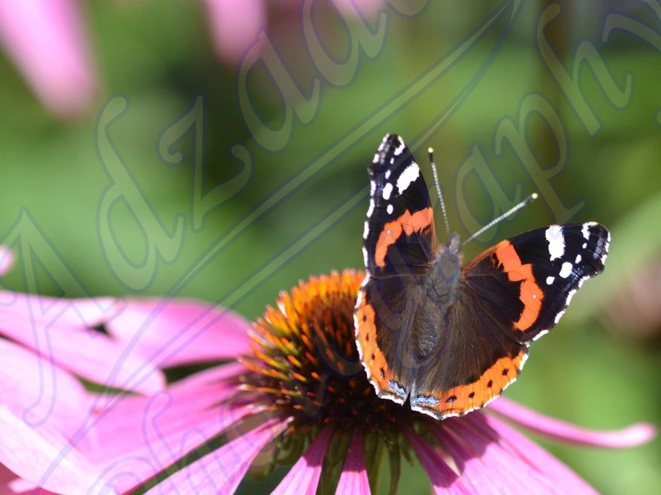 Photo Papillon Amiral Rouge 8X6 - Photo 1/1