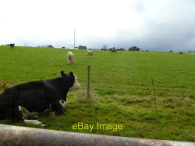 Photo 6x4 Maiden Bradley, cattle grazing Gare Hill Next to Dangell's c2011