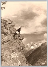 Germany Alpine Ibex on Rocky Cliff C.1950s Sepia Tone Photo Postcard
