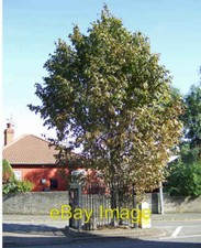 Photo 6x4 The Crosby Stone Scunthorpe Ensconced in a neat little enclosur c2007