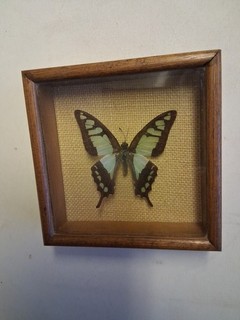 Vintage Framed Mounted Butterfly Taxidermy