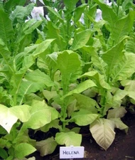 1000 Helena Tobacco Seeds ~ Smooth Mild Nicotiana Tabacum ~ Good Yields! ~ Early