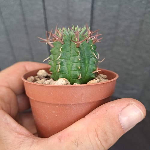Euphorbia stellispina PLANT cod. ebay-P141 - Imagen 5 de 15