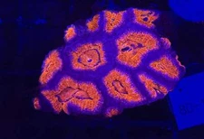 WYSIWYG Red Acan Lord Live Coral Frag SPS LPS for Reef Aquarium Tank