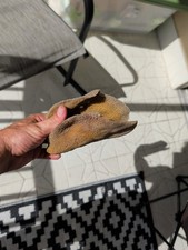 Large Natural Sea Sponge Vase Ocean Sea Marine 8x7x7 inches.