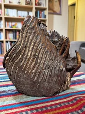 Massive Woolly Mammoth Tooth Fossil with Exposed Roots