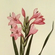 Pierre Joseph Redoute Flowers SWORD LILY Pink Botanical Art Print Book Plate 49
