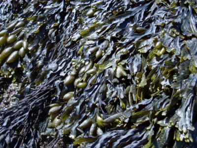 Frisch getrocknet Bio Blasentang geschnitten - Fucus vesiculosus - natürliche Algen 50g