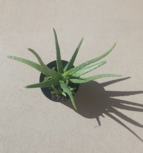 1 Aloe Vera Bare Rooted Live Plant Very Healthy Plant Ready To Plant - Picture 12 of 14