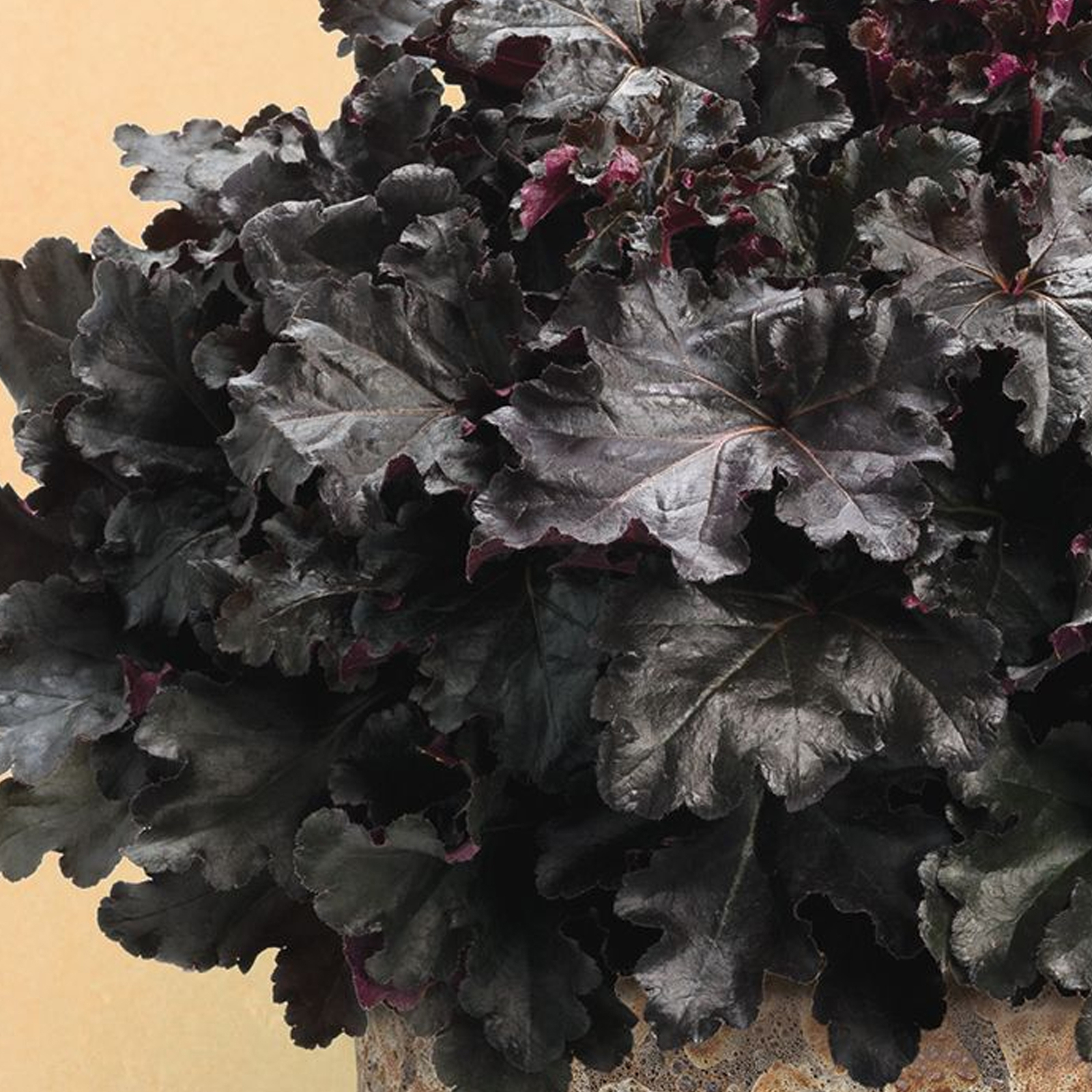 Heuchera Black Pearl Coral Bells Outdoor Perennial Garden Plants in