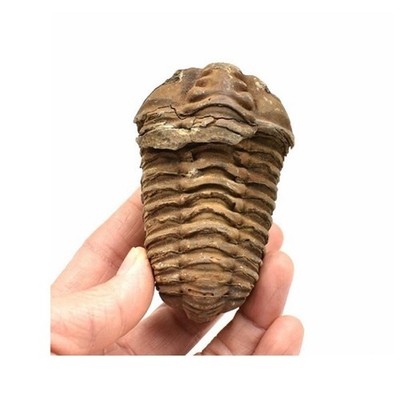 Moroccan Flexicalymene Trilobite Fossil 4-5.5cm Morocco Fossil Trilobite
