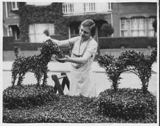 Gardener Miss Kuthenburg trims her topiaries grown from Common Pri- Old Photo