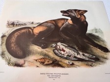 Impresión artística Audubon American Cross Fox 11,5" X 15" vintage Audubon