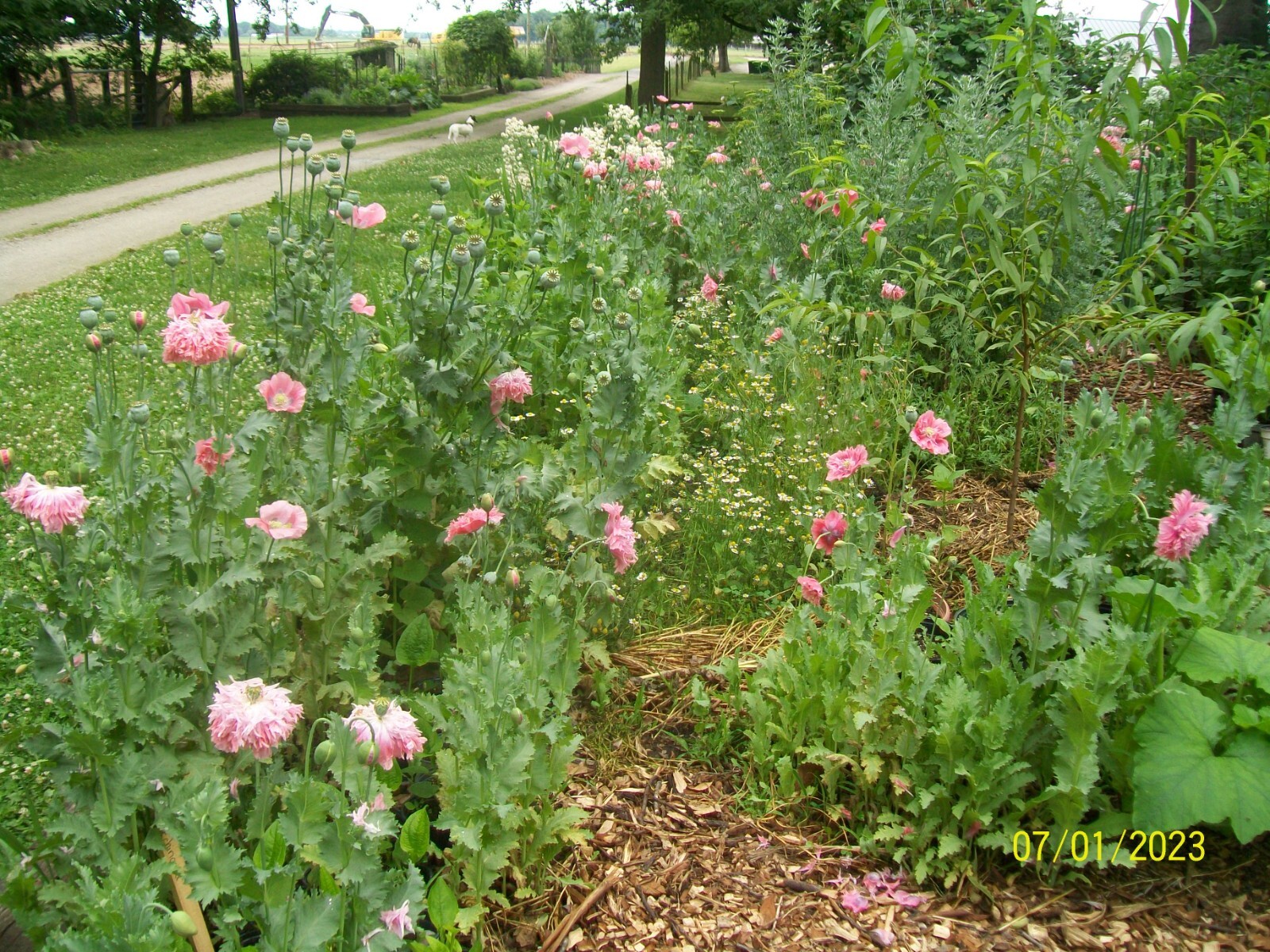 Heirloom Pink Poppy Seeds, from my 2023 Indiana Homestead Garden, USA