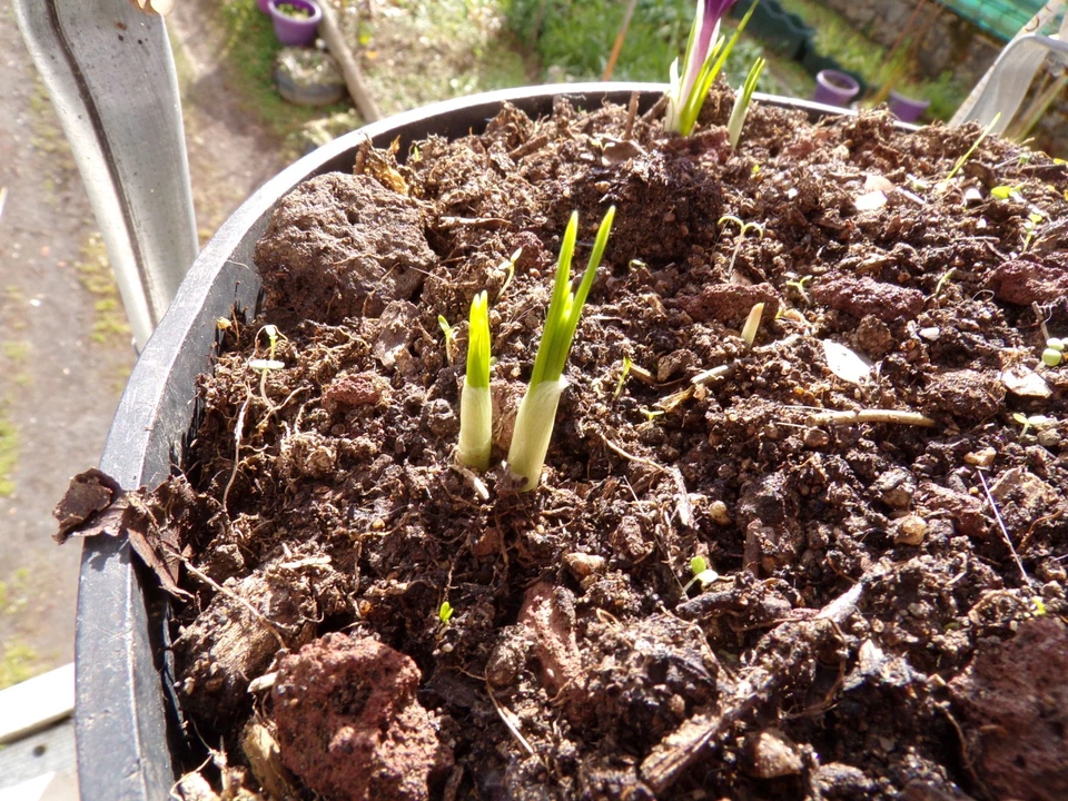 Crocus Sativus Safran - Crocus Sativus - SEM06 - Bild 2 von 4