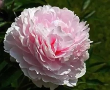 10pc PEONY SEEDS Garden Plant Flower blossom exotic USA seller FREE shipping