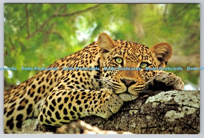 D317997 Leopard. Panthera pardus. MMI. Mark Morris Institute. Digital Vision. Po