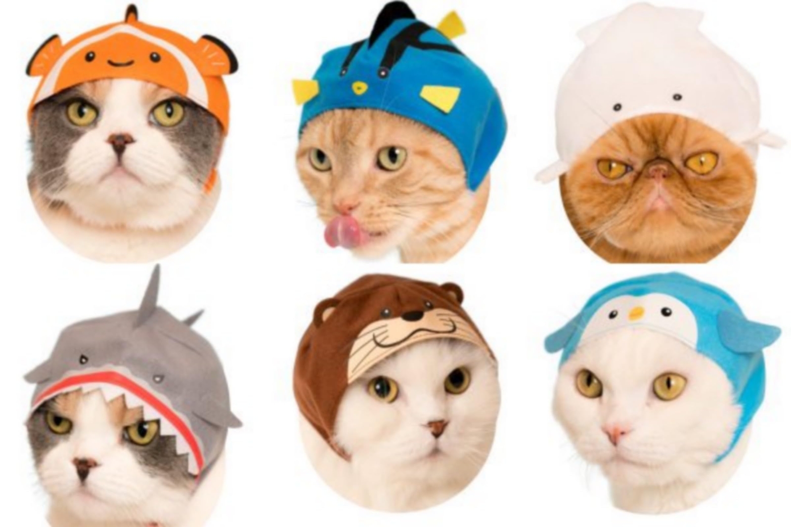 Cat Headpiece 9th Cute Cute Cat Aquarium (Resale) x All 6 Types Set