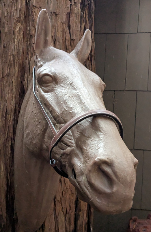 Full Size Corrective Caveson • Metal Wrap Noseband • England Leather – Nice