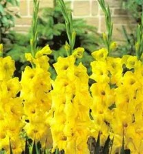 12 x Yellow GLADIOLI Nova Lux - LARGE FLOWERING - Garden Plant *BIG BULBS*