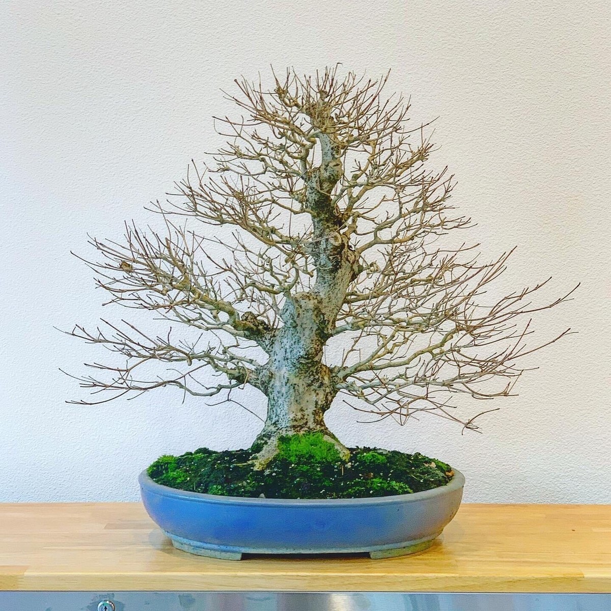 Dogwood Bonsai Seeds | 10pk 95% Germination W Instructions (Flowering) |  eBay