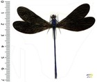 Odonata, Zygoptera - VESTALIS LUCTUOSA ♂ – Entomologie . insecte 1701T