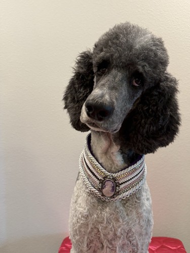 Handmade 17-19” ‘Spoiled Pup Bowtique’ Purple Cameo Dog Collar