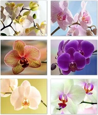 Orchid Greeting Cards - Blank Inside - Available in 12 and 24 Packs - 5.5"x4.25"