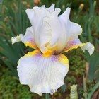 Tall Bearded Iris Rhizome "GOLDKIST"  Paul Black  1993  AWARDS!  LAST ONE! — photo 1