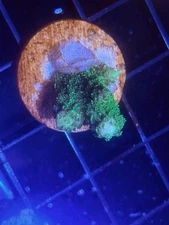 Coral Beauties Aquatics Green Goblin Acropora Frag WYSISWYG