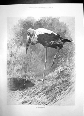 Original alter antiker Druck Indianer Tantal 1900 Vogel langer Schnabel Gras Fluss 20.