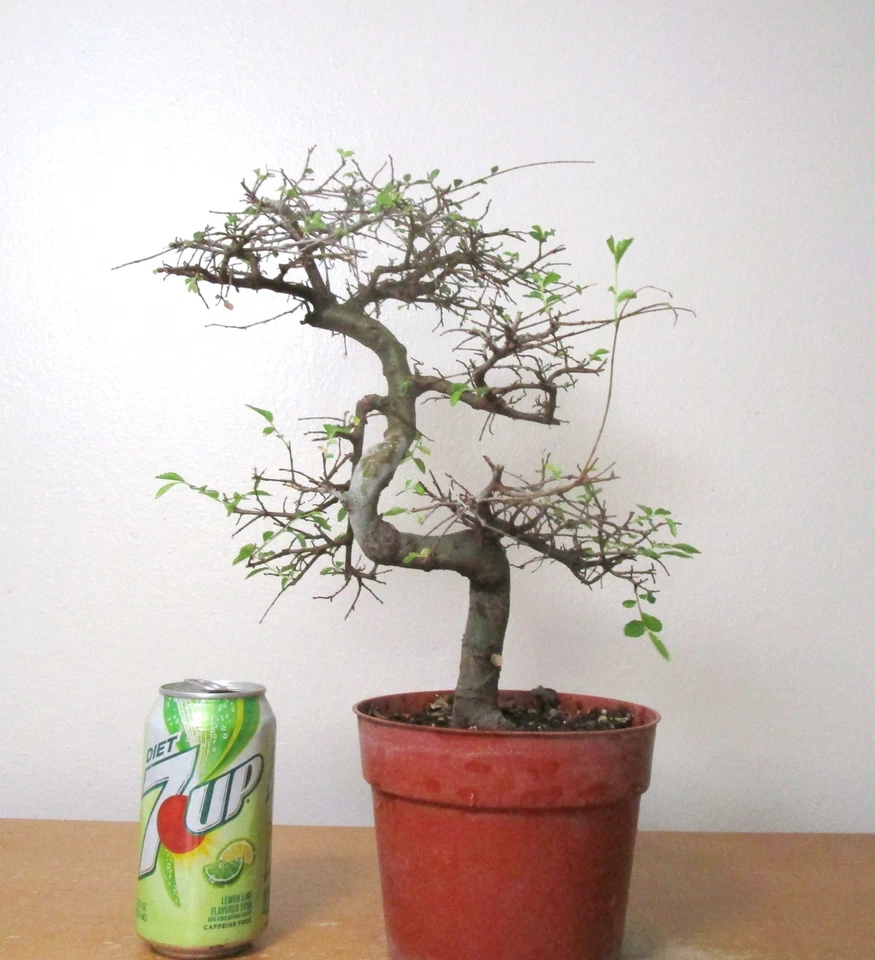 Beautiful Chinese Elm for mame shohin bonsai tree thick curving trunk - Image 2 of 4