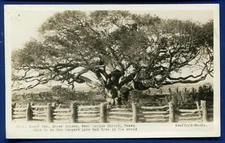Giant Oak Goose Island near Corpus Christi Texas tx photo postcard