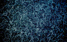 Microworm starter culture (2oz) - Free Shipping