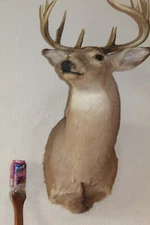 Whitetail Deer Head Shoulder Mount Taxidermy Cape Shed Antler Hunt Mule Rack