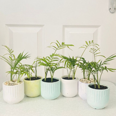 Mittelgroße Topfpflanzen Zimmerpalmen in Pastell Keramik Übertöpfe - Home Deco