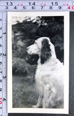 Hunting Dog Posing for Camera Portrait Hunt Vintage BW Photo Snapshot #2