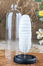 Giant Sea Isopod Glass Dome Display taxidermy Oddities Curiosities nautical gift