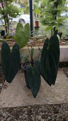Real Picture Anthurium Legacy Dark Form Big Size Rare Tropical Plant