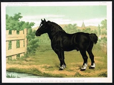 1885 Norfolk Draft Horse – Original Antique Chromolithograph Livestock Print