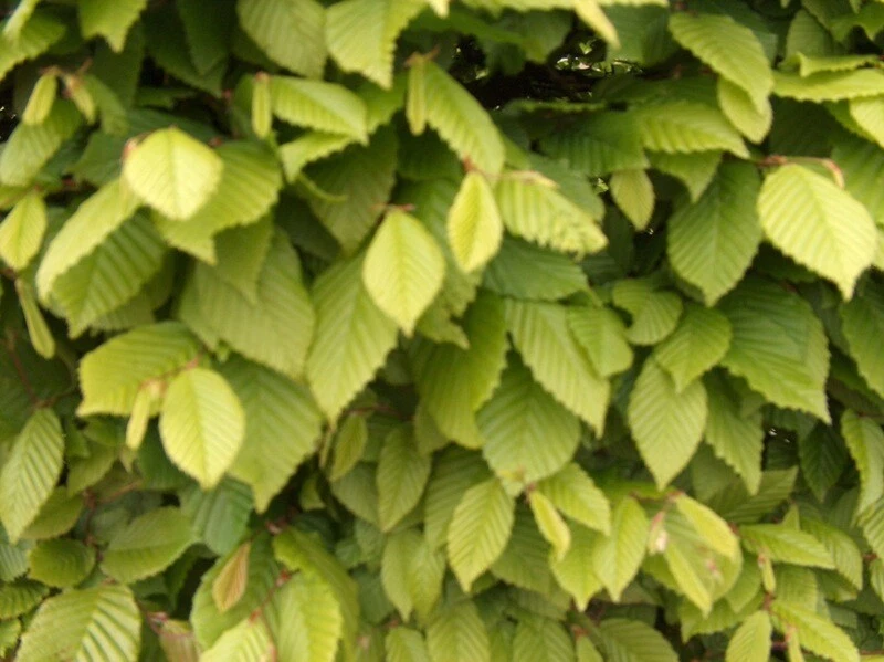 Hornbeam native semi-evergreen hedge plants bare root hedging good for damp soil - Image 2 of 4