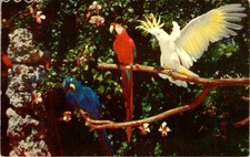 1950s Parrot Jungle Miami Florida Postcard Hyacinth Scarlet Macaw Cockatoo