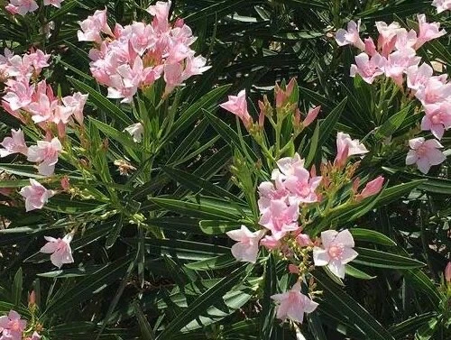 Nerium Oleander Soft Pink Beauty seeds pkt of 50 Soft Pink - Image 3 of 4