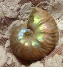 40mm Iridescent AMMONITE FOSSIL 100 MYO Madagascar OLD STOCK 86.5 carats — photo 3