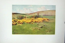 Original Old Vintage Print Colour C1920 Summer Scene Wessex England Sheep 20th