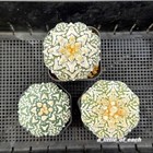 3 x Astrophytum ** V type **  BLOOMING SIZE / rare not geohintonia aztekium 2