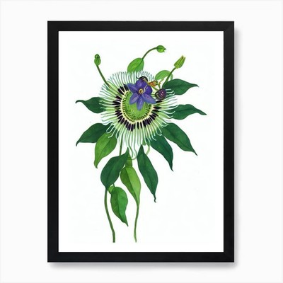 Passionsblume (Passiflora Caerulea gerahmtes Wandbild Poster Leinwanddruck Bild