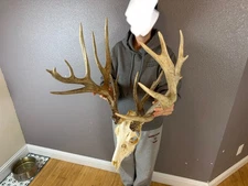 BIG European REAL Skull Whitetail Deer Antler Set Freak  Horns Mount TROPHY